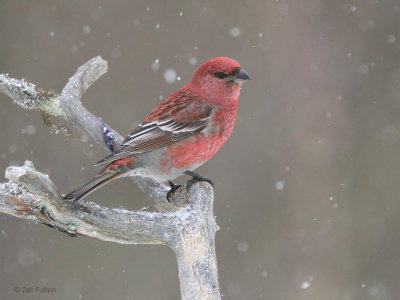 Pine Grosbeak (male), Kaamanen, Finland