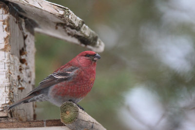 Pine Grosbeak (male), Kaamanen, Finland