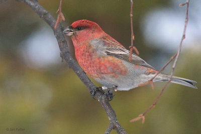 Pine Grosbeak (male), Kaamanen, Finland