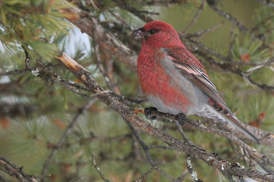 Pine Grosbeak (male), Kaamanen, Finland