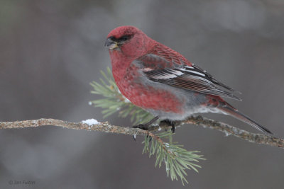 Pine Grosbeak (male), Kaamanen, Finland