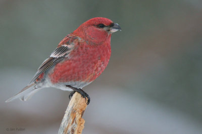 Pine Grosbeak (male), Kaamanen, Finland