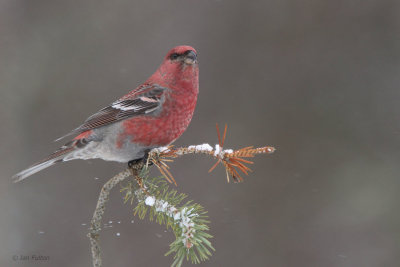 Pine Grosbeak (male), Kaamanen, Finland