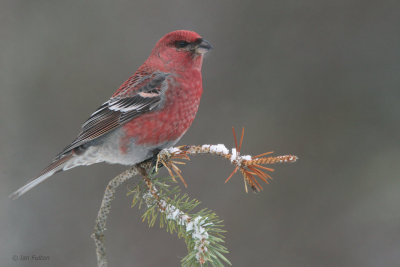 Pine Grosbeak (male), Kaamanen, Finland