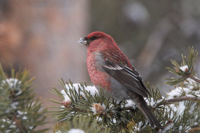Pine Grosbeak (male), Kaamanen, Finland