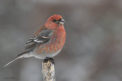Pine Grosbeak (male), Kaamanen, Finland