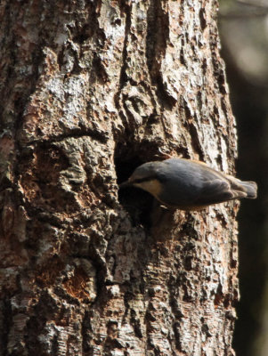 Nuthatch, Pass of Leny, Upper Forth