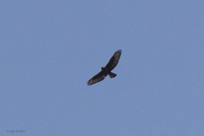 Bonelli's Eagle, Iztuzu, Turkey