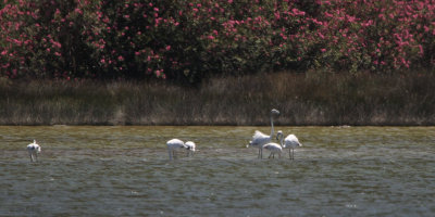 Greater Flamingo, Iztuzu, Turkey