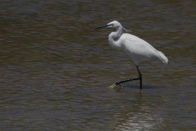 Little Egret, Koycegiz, Turkey