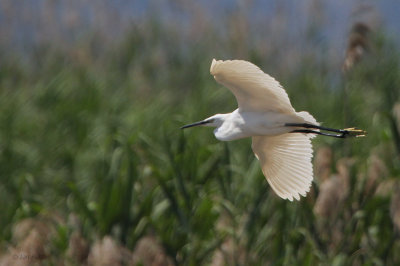 Little Egret, Koycegiz, Turkey