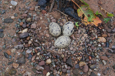 Oystercatcher Nest, Endrick Water, Clyde