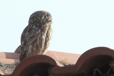 Little Owl, Dalyan, Turkey