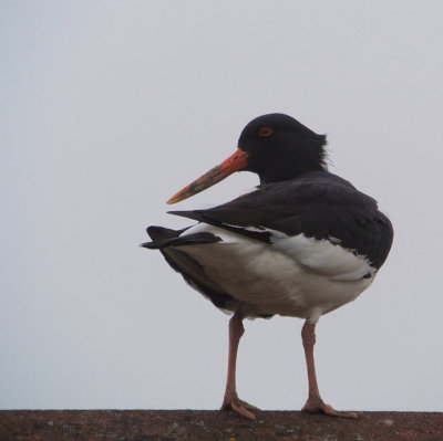 Oystercatcher, Baillieston, Glasgow