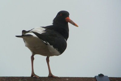 Oystercatcher, Baillieston, Glasgow