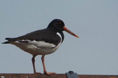 Oystercatcher, Baillieston, Glasgow