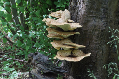 Bracket Fungus, Dalzell Woods, Motherwell