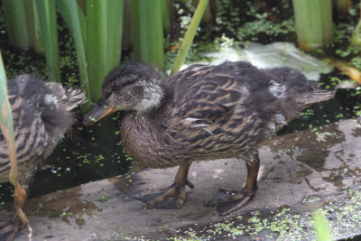 Mallard duckling, Hogganfield Loch, Glasgow