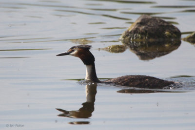 Great Crested Grebe, Hogganfield Loch, Glasgow