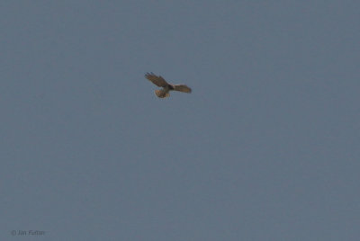 Short-toed Eagle, Iztuzu, Turkey