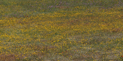 Wild flower meadow near Çandir