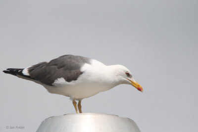 Lesser Black-backed Gull, Baillieston, Glasgow