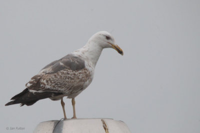 Lesser Black-backed Gull, Baillieston, Glasgow