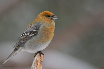 Pine Grosbeak (female), Kaamanen, Finland
