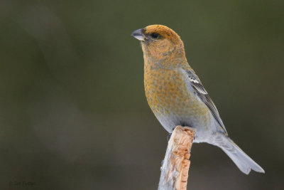 Pine Grosbeak (female), Kaamanen, Finland