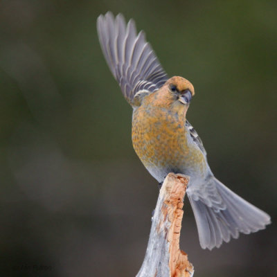 Pine Grosbeak (female), Kaamanen, Finland