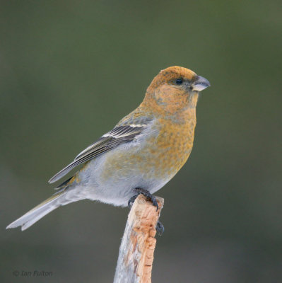 Pine Grosbeak (female), Kaamanen, Finland