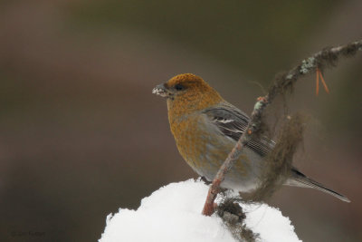 Pine Grosbeak (female), Kaamanen, Finland