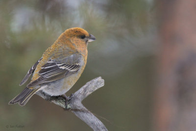 Pine Grosbeak (female), Kaamanen, Finland
