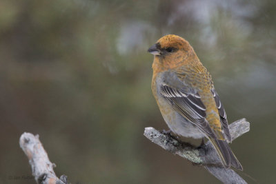 Pine Grosbeak (female), Kaamanen, Finland
