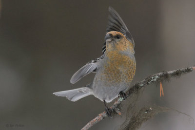 Pine Grosbeak (female), Kaamanen, Finland