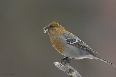 Pine Grosbeak (female), Kaamanen, Finland