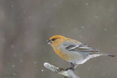 Pine Grosbeak (female), Kaamanen, Finland
