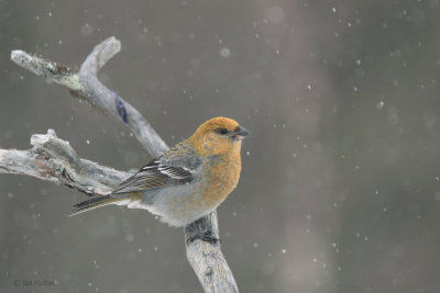 Pine Grosbeak (female), Kaamanen, Finland