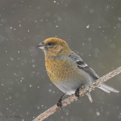 Pine Grosbeak (female), Kaamanen, Finland