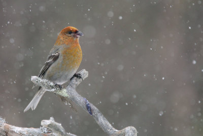 Pine Grosbeak (female), Kaamanen, Finland