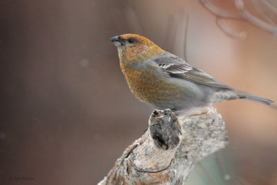 Pine Grosbeak (female), Kaamanen, Finland