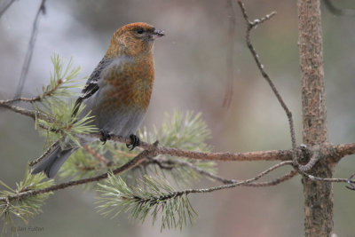 Pine Grosbeak (female), Kaamanen, Finland