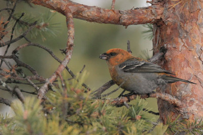 Pine Grosbeak (female), Kaamanen, Finland