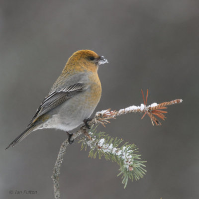 Pine Grosbeak (female), Kaamanen, Finland
