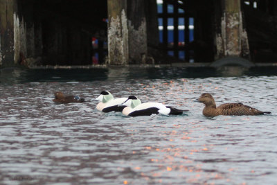 Common Eider, Batsfjord, Norway