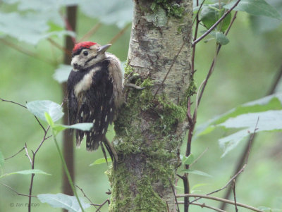 Great Spotted Woodpecker (juvenile), Ross Wood-Loch Lomond, Clyde