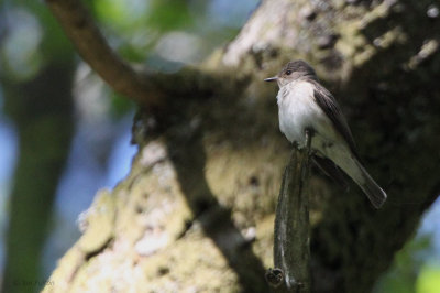 Spotted Flycatcher, Sallochy Wood-Loch Lomond, Clyde