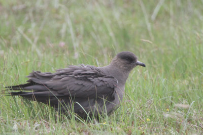 Arctic Skua, Handa, Highland