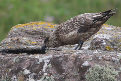 Great Skua, Handa, Highland