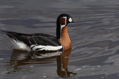 Red-breasted Goose, Strathclyde Loch, Clyde